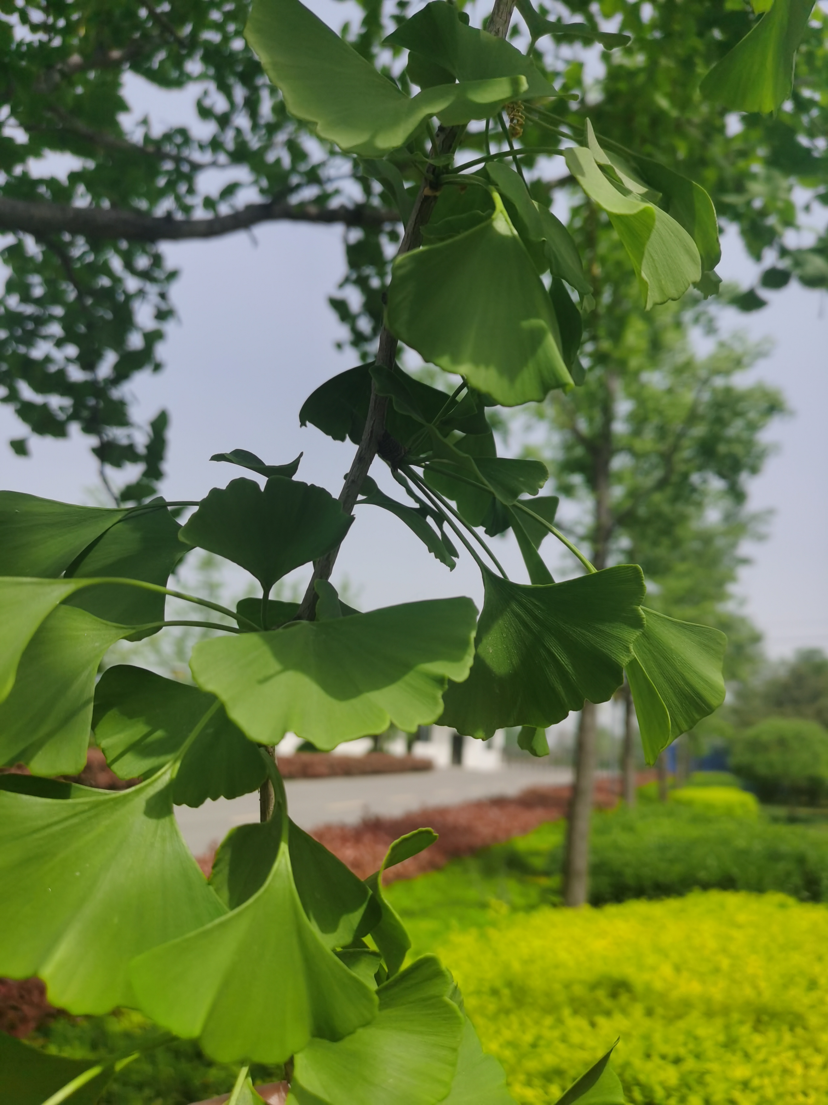 Ҽ������(EDF)���¹ٷ���վ