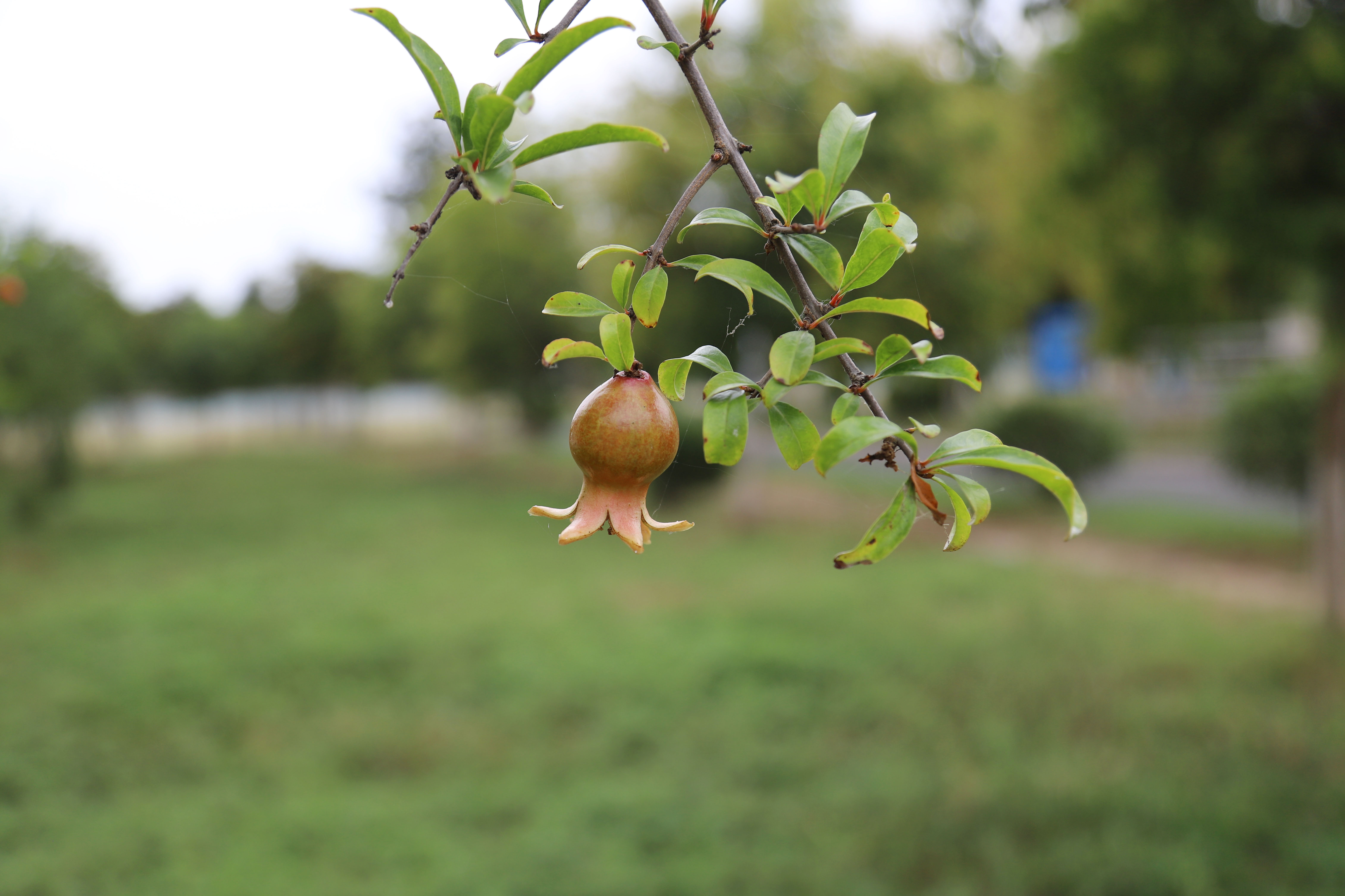 Ҽ������(EDF)���¹ٷ���վ